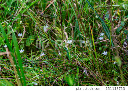 【國家指定天然紀念物】戀久保濕地：初秋時節，濕地上盛開著白鬚草11號。岡山縣新見市。 131138733