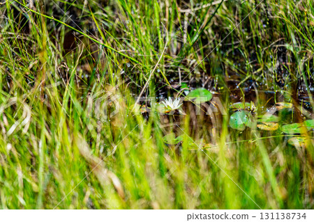 【國家指定天然紀念物】戀久保濕原：初秋盛開的濕原 岡山縣新見市濕原5 131138734