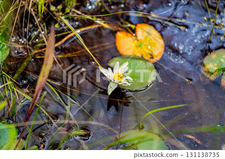 【國家指定天然紀念物】戀久保濕地：初秋野草盛開的濕地 岡山縣新見市 4 131138735