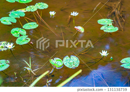 [Nationally Designated Natural Monument] Koigakubo Marsh: Early Autumn Wetlands Blooming in the Marsh 3, Niimi City, Okayama Prefecture 131138739