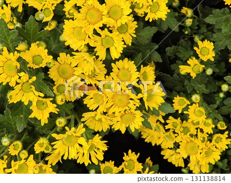 Beautiful yellow chrysanthemum flowers blooming. 131138814