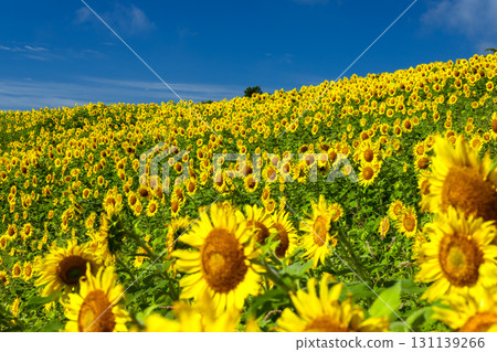 A sunflower field covering the entire slope of the Sannokura Plateau flower field and a clear blue sky in Aida Kitagongenmoriko, Atsushiokanocho, Kitakata City, Fukushima Prefecture 131139266