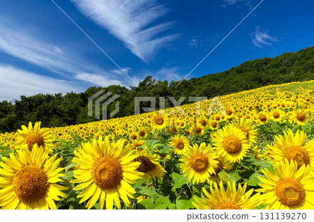 A sunflower field covering the entire slope of the Sannokura Plateau flower field and a clear blue sky in Aida Kitagongenmoriko, Atsushiokanocho, Kitakata City, Fukushima Prefecture A sunflower field covering the entire slope of the Sannokura Plateau flower field and a clear blue sky in Aida Kitagongenmoriko, Atsushiokanocho, Kitakata City, Fukushima Prefecture 131139270