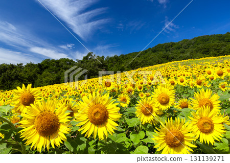 福島縣北方市厚岡町相田北權原守子，覆蓋整個山之倉高原花田斜坡的向日葵田和晴朗的藍天 131139271