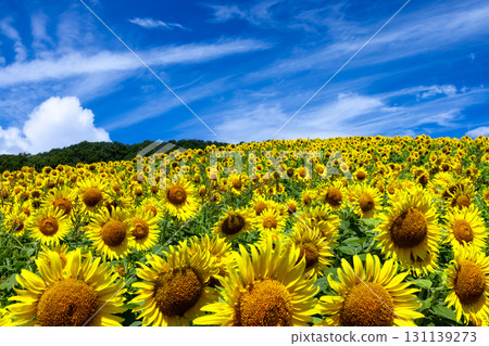 A sunflower field covering the entire slope of the Sannokura Plateau flower field and a clear blue sky in Aida Kitagongenmoriko, Atsushiokanocho, Kitakata City, Fukushima Prefecture A sunflower field covering the entire slope of the Sannokura Plateau flower field and a clear blue sky in Aida Kitagongenmoriko, Atsushiokanocho, Kitakata City, Fukushima Prefecture 131139273