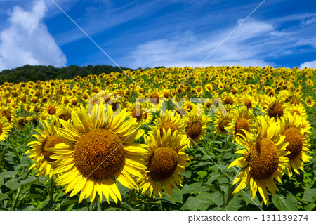 福島縣北方市厚岡町相田北權原守子，覆蓋整個山之倉高原花田斜坡的向日葵田和晴朗的藍天 131139274
