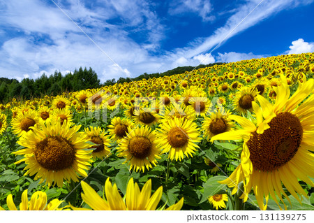 A sunflower field covering the entire slope of the Sannokura Plateau flower field and a clear blue sky in Aida Kitagongenmoriko, Atsushiokanocho, Kitakata City, Fukushima Prefecture A sunflower field covering the entire slope of the Sannokura Plateau flower field and a clear blue sky in Aida Kitagongenmoriko, Atsushiokanocho, Kitakata City, Fukushima Prefecture 131139275