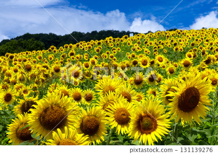 福島縣北方市厚岡町相田北權原守子，覆蓋整個山之倉高原花田斜坡的向日葵田和晴朗的藍天 131139276