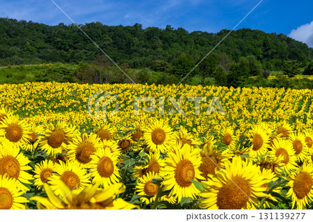 A sunflower field covering the entire slope of the Sannokura Plateau flower field and a clear blue sky in Aida Kitagongenmoriko, Atsushiokanocho, Kitakata City, Fukushima Prefecture 131139277