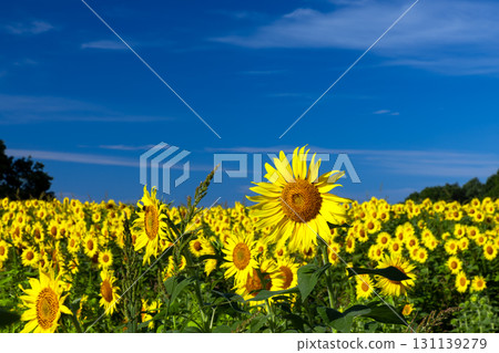 福島縣北方市厚岡町相田北權原守子,覆蓋整個山之倉高原花田斜坡的向日葵田和晴朗的藍天 福島縣北方市厚岡町相田北權原守子,覆蓋整個山之倉高原花田斜坡的向日葵田和晴朗的藍天 131139279