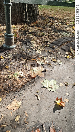 Autumn leaves scattered on a park path near a bench and tree trunk in warm sunlight Autumn leaves scattered on a park path near a bench and tree trunk in warm sunlight 131139541
