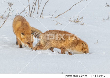 北方狐狸兄弟撐過了嚴冬 北方狐狸兄弟撐過了嚴冬 131139579