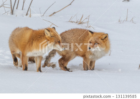 Northern fox brothers survive the harsh winter 131139585