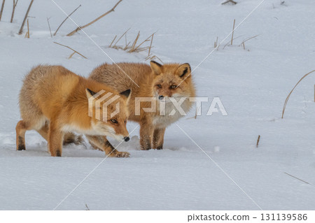 Northern fox brothers survive the harsh winter 131139586