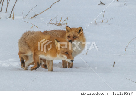 Northern fox brothers survive the harsh winter 131139587