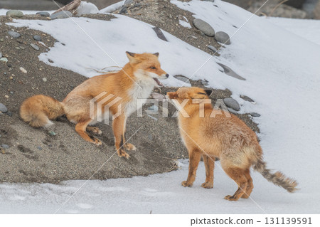 Northern fox brothers survive the harsh winter 131139591