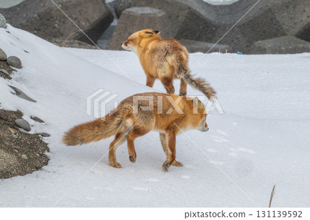 Northern fox brothers survive the harsh winter 131139592