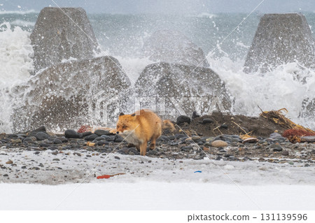 Northern fox brothers survive the harsh winter Northern fox brothers survive the harsh winter 131139596