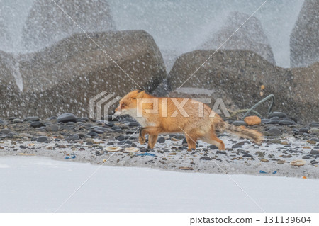 Northern fox brothers survive the harsh winter Northern fox brothers survive the harsh winter 131139604