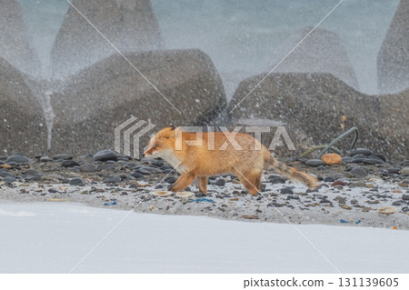 Northern fox brothers survive the harsh winter 131139605