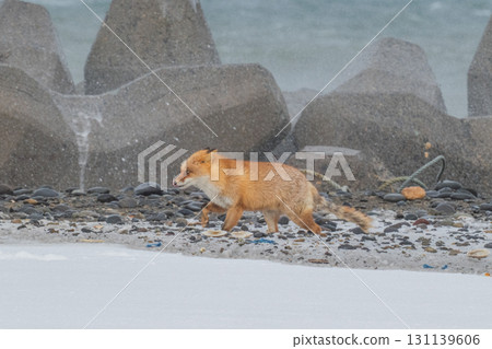 北方狐狸兄弟撐過了嚴冬 北方狐狸兄弟撐過了嚴冬 131139606