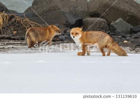 Northern fox brothers survive the harsh winter 131139610