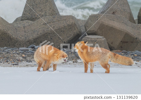 北方狐狸兄弟撐過了嚴冬 北方狐狸兄弟撐過了嚴冬 131139620