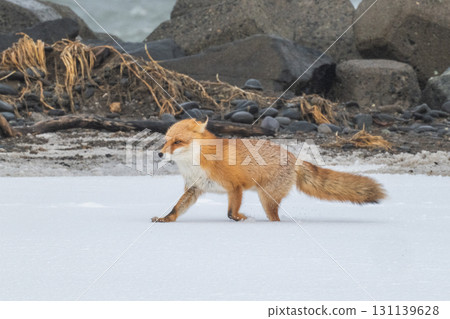 Northern fox brothers survive the harsh winter 131139628