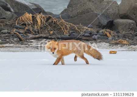 北方狐狸兄弟撐過了嚴冬 131139629