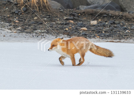 Northern fox brothers survive the harsh winter Northern fox brothers survive the harsh winter 131139633