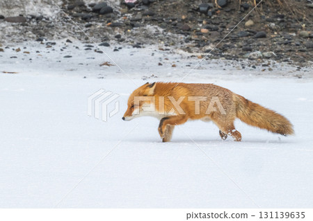 Northern fox brothers survive the harsh winter 131139635