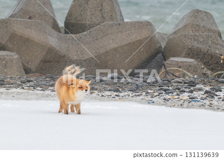 Northern fox brothers survive the harsh winter 131139639