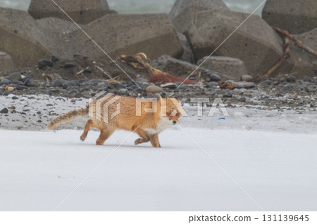 Northern fox brothers survive the harsh winter Northern fox brothers survive the harsh winter 131139645