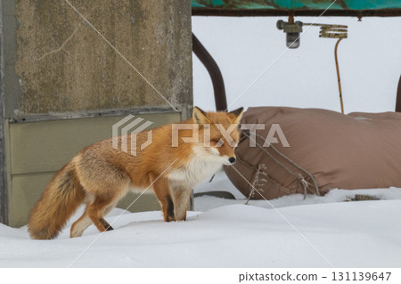 北方狐狸兄弟撐過了嚴冬 北方狐狸兄弟撐過了嚴冬 131139647