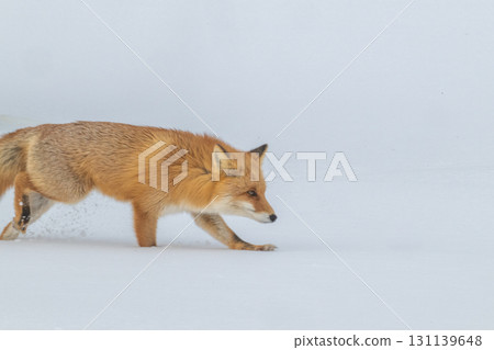 北方狐狸兄弟撐過了嚴冬 北方狐狸兄弟撐過了嚴冬 131139648