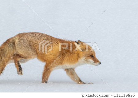 Northern fox brothers survive the harsh winter Northern fox brothers survive the harsh winter 131139650