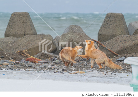 北方狐狸兄弟撐過了嚴冬 北方狐狸兄弟撐過了嚴冬 131139662