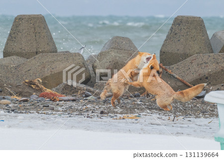 Northern fox brothers survive the harsh winter 131139664