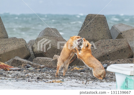 Northern fox brothers survive the harsh winter 131139667