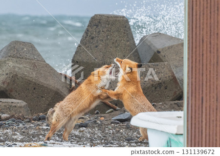Northern fox brothers survive the harsh winter 131139672