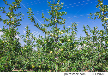 Yellow apples from an orchard in Yamagata Village Yellow apples from an orchard in Yamagata Village 131139688