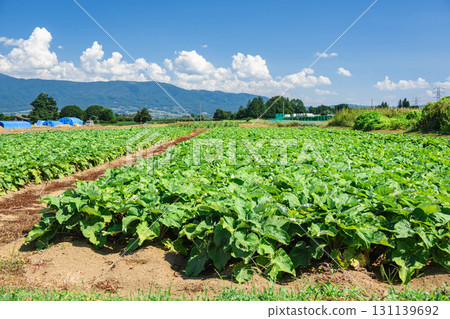 Burdock field in Yamagata village 131139692