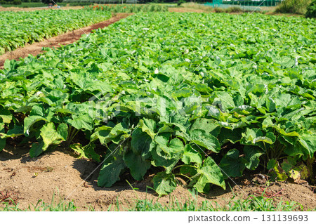 山形村牛田 131139693