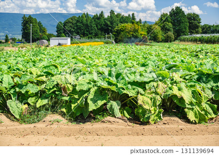 Burdock field in Yamagata village Burdock field in Yamagata village 131139694