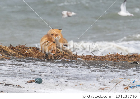 Northern fox brothers survive the harsh winter Northern fox brothers survive the harsh winter 131139780