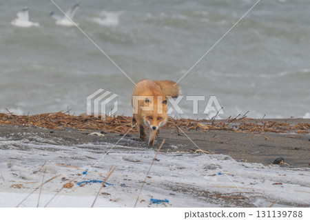 Northern fox brothers survive the harsh winter 131139788