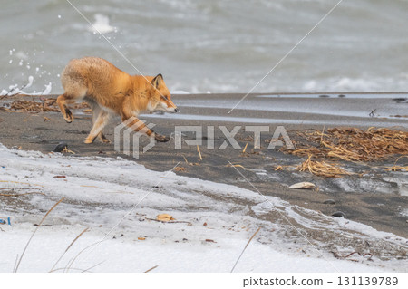 Northern fox brothers survive the harsh winter 131139789