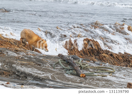 Northern fox brothers survive the harsh winter Northern fox brothers survive the harsh winter 131139790