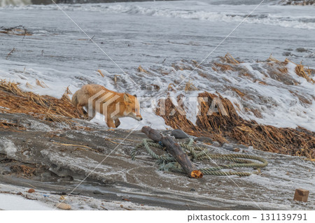 Northern fox brothers survive the harsh winter Northern fox brothers survive the harsh winter 131139791