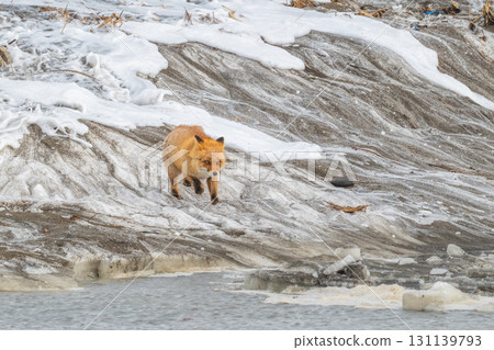 北方狐狸兄弟撐過了嚴冬 131139793